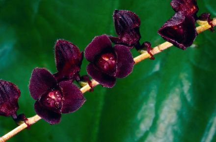 Inkaterra Machu Picchu, Aguas Calientes